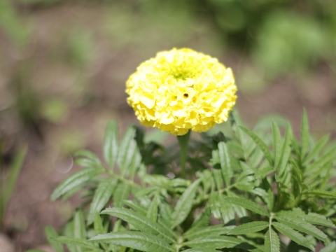 41.	Cravo túnico (Tagetes sp.)
Data da fotografia: 11/06/2018
Utilidade/ função na horta: Muito útil na horta, combate os nemátodos e é repelente de insetos.